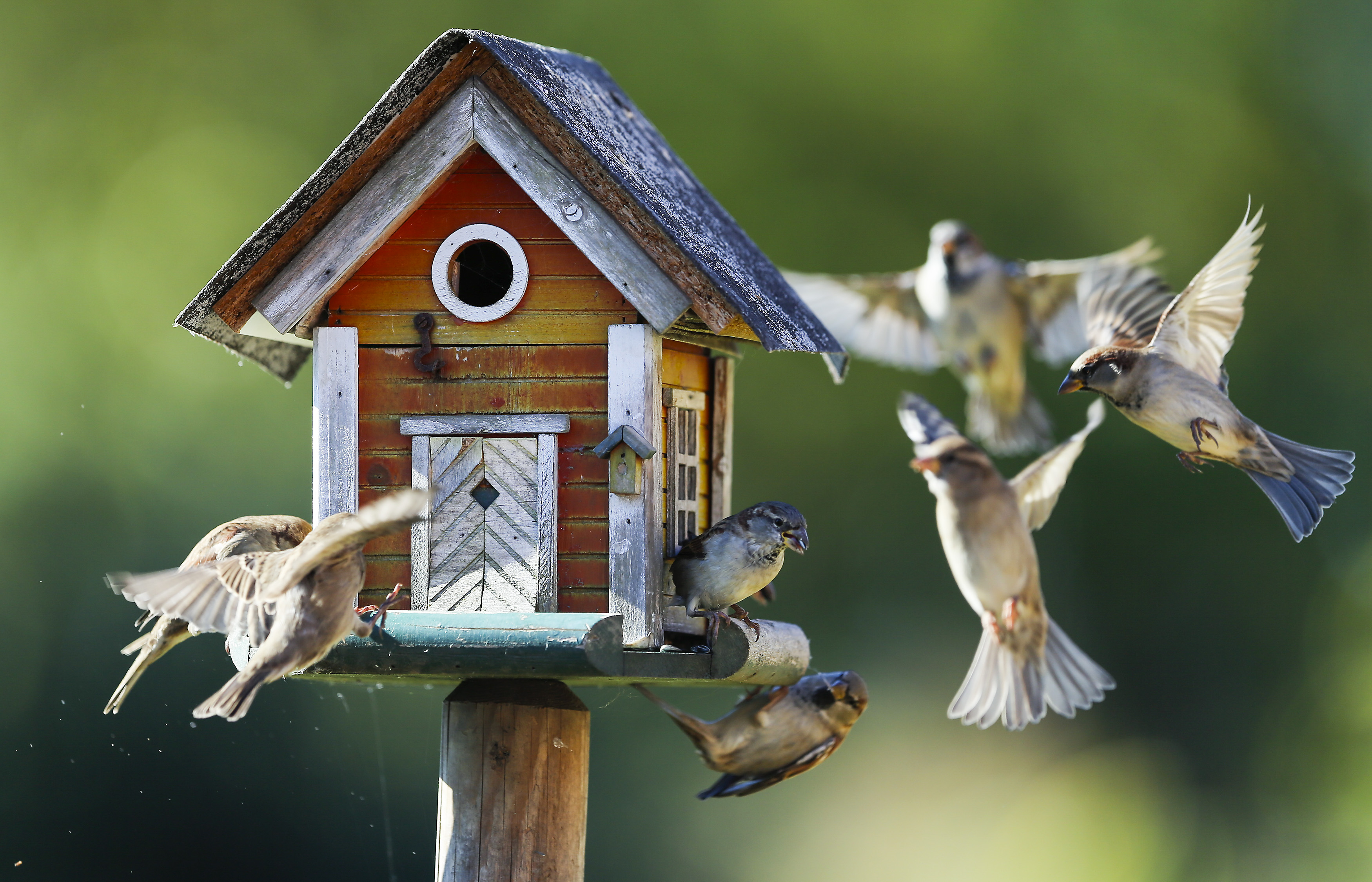 Sparrows fly around a bird feeder in Putgarten, Germany, September 29, 2015.