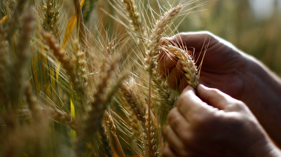 wheat and hands